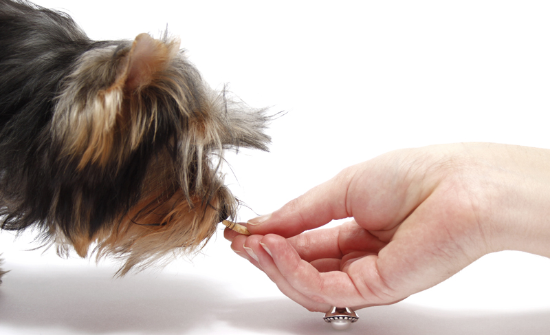 Veterinary Technician’s Life Changed by Donation