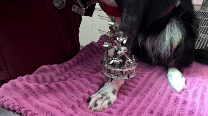 Veterinarians Use 3D Printing to Help Three-Legged Dog Walk Without Wheels