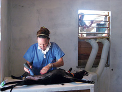 Have Clinic, Will Travel: Kathy King, DVM, Ph.D.