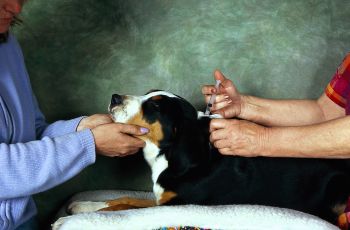 The Changing World Of Veterinary Anesthesia Guidelines And Monitoring