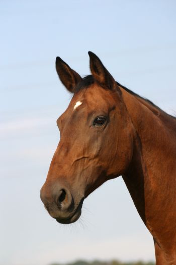 Products Help In Equine Oral Exams