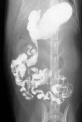What’s Your Diagnosis?