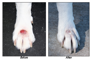 hot spot on dog paw treatment