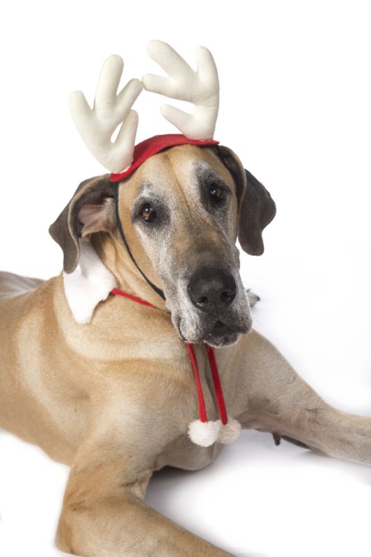 Holiday Nutrition A Challenge For Pets, Too