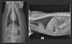 What’s Your Diagnosis? Identifying Peritoneal Air