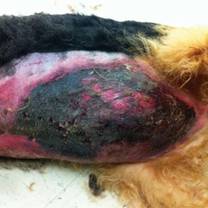 Lasers Promote Faster, Stronger Wound Closure