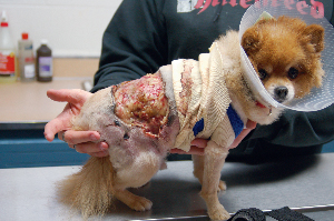 Laser Promotes Faster Healing, Less Scarring