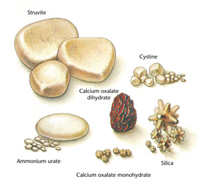 urinary stones in cats