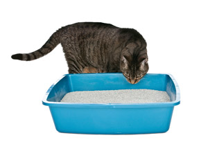 Moist Food, Environmental Enrichment Can Fight FIC In Your Cat Patients