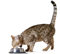 Y/d Feline And Concurrent Disease