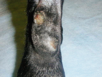 Therapeutic Lasers Are Used In Variety Of Clinical Applications