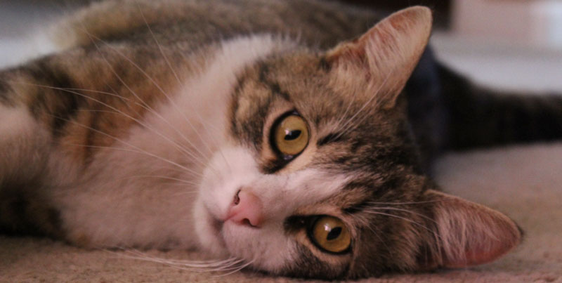 Is Early Neutering Hurting Pets?