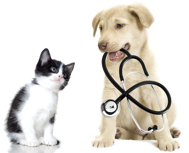 veterinarian medicine