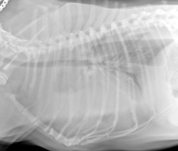 What’s Your Diagnosis? Identifying Pleural Effusion