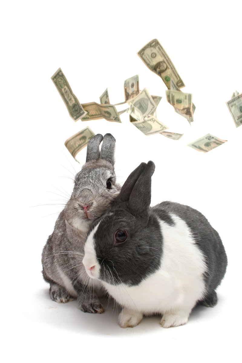 80% Reimbursement: A Straightforward Model For Pet Health Insurance