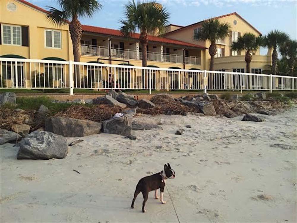 Clients Like to Travel? Why You Should Talk to Them About Pet-Friendly Destinations