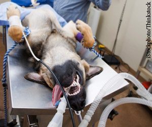 6 Tips For Keeping Patients Safe Under Anesthesia