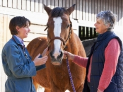 Equine Practice: What Clients Want