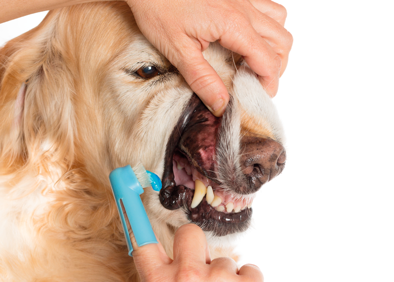 Try to Look at Dentistry From the Client’s Side