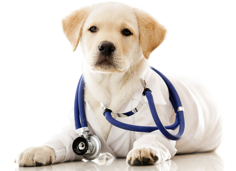 what do vets check for in puppies