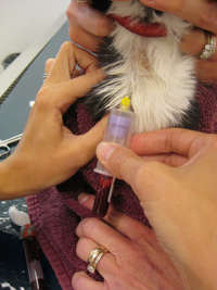 8 (More) Things Vets Do That Make No Sense
