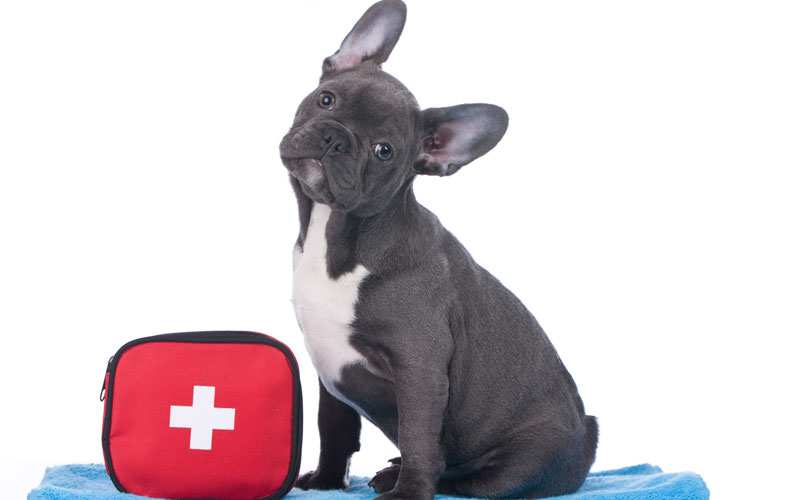 emergency dog clinic emergency dog clinic