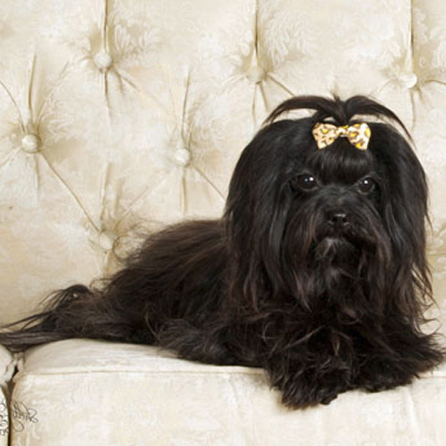 Adding Grooming To Your Practice: What Now?