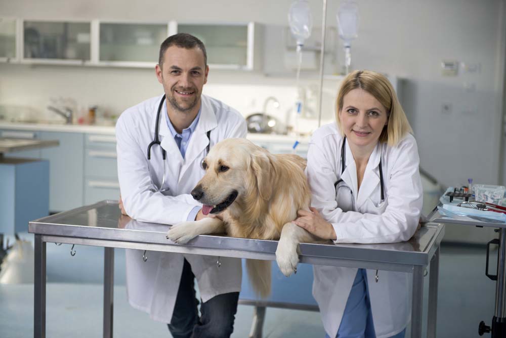 Reasons to be a Veterinarian