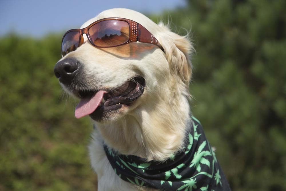 #TheStruggleisReal: That’s Not What I Meant by “Joint”