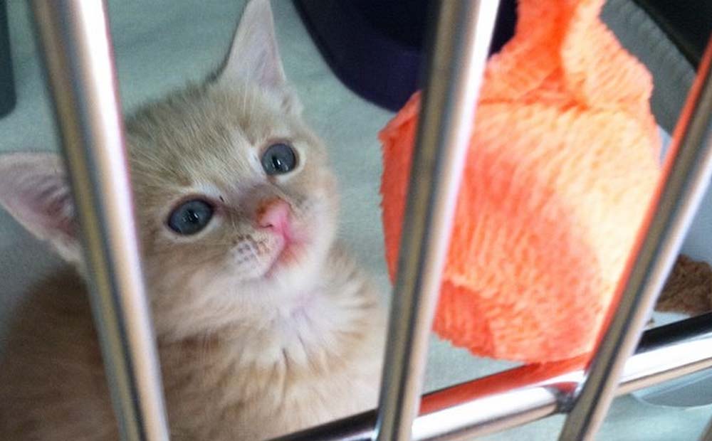 #MeowMonday: Kittens in the Clinic