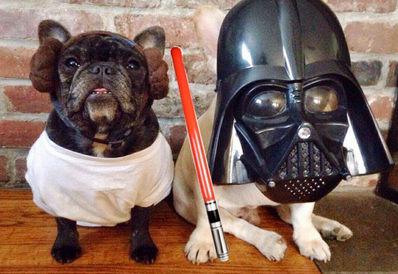 5 Pets Celebrating Star Wars Day