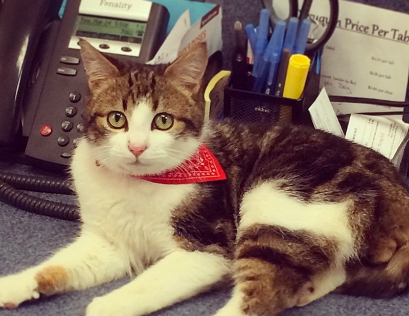 Pets In The Clinic: 5 Instagram Photos