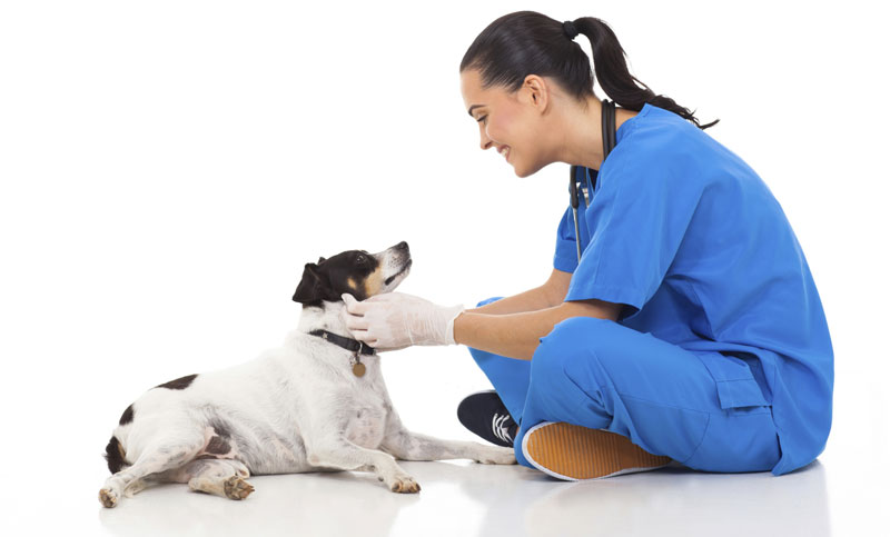 Read This: An Unconventional Guide to Veterinarian Care
