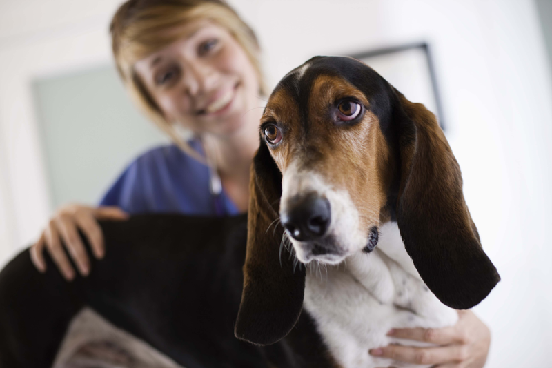 what is a veterinary technician