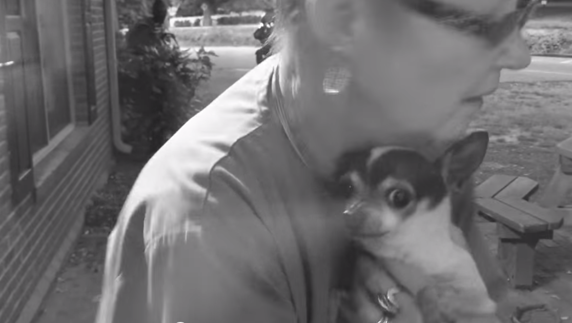 Vet Clinic Creates Fun Flea and Tick Prevention Video