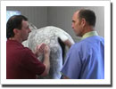 Equine Adipose Collection For Stem Cell Extraction