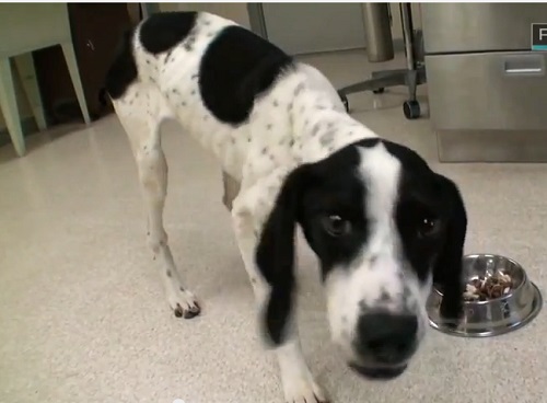 Veterinarian Saves Puppy That Can’t Gain Weight