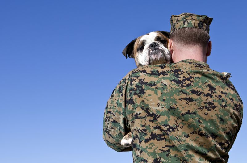 The Life of a Military Veterinarian