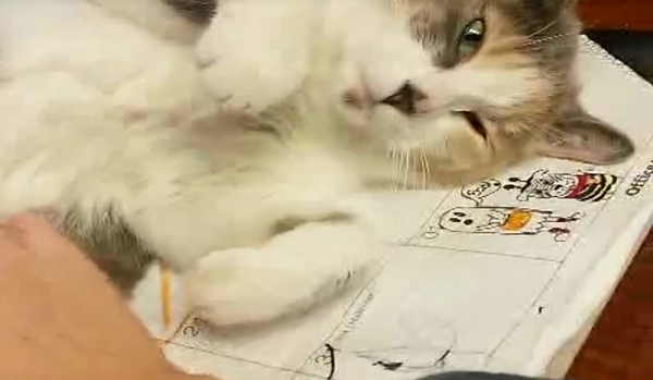 5 Cats Who Love The Vet Office
