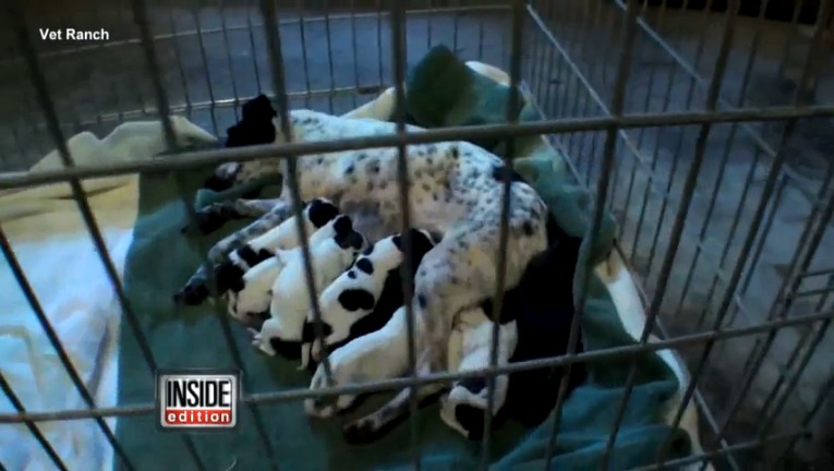 Veterinarian Rescues Pregnant Dog That Was Scheduled To Be Euthanized