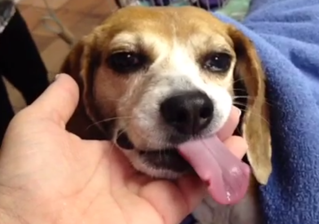 5 Veterinarian Vines