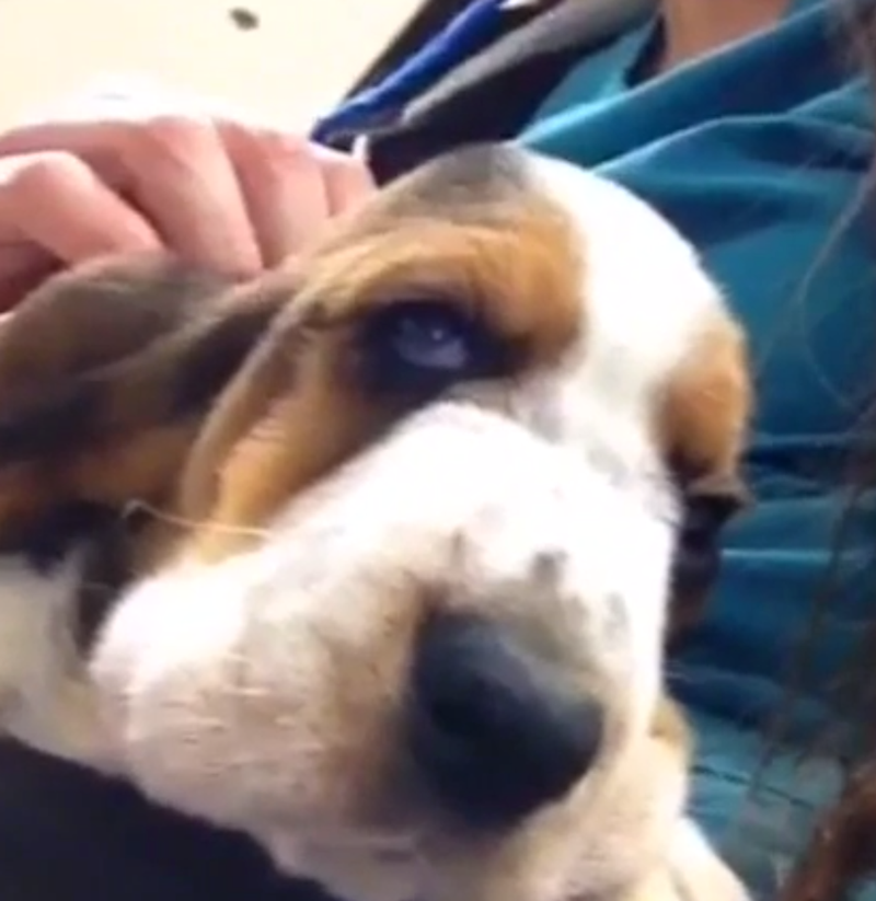 #VetTechProblems vines
