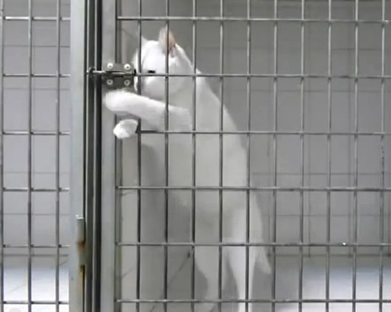 No Vet Clinic Can Hold This Cat Houdini