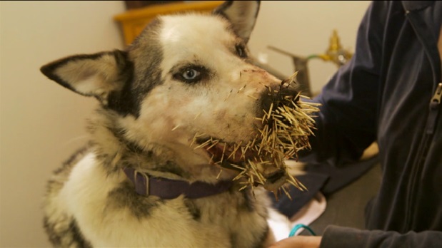 Making Enemies With A Porcupine