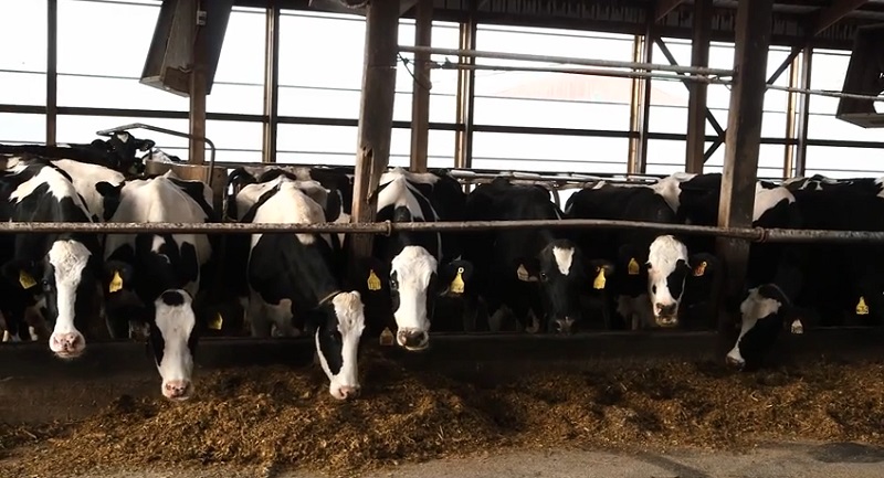 Good Pizza Starts With Healthy Cows