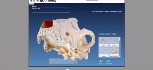 Peek Inside The Online Veterinary Anatomy Museum