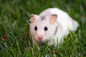 hamster