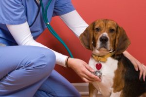 Dog checkup
