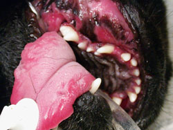 dog dental