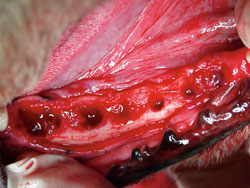 dog dental